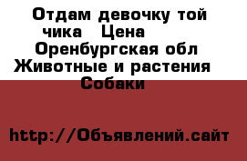 Отдам девочку той-чика › Цена ­ 100 - Оренбургская обл. Животные и растения » Собаки   